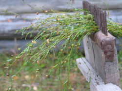 Kuva: K. Vesteri