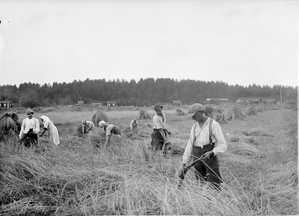 Elonkorjuussa miehet niittivät viljan edeten rintamana. Naiset seurasivat perässä, tekivät lyhteitä eli sitoimia ja kokosivat ne kuhilaiksi.