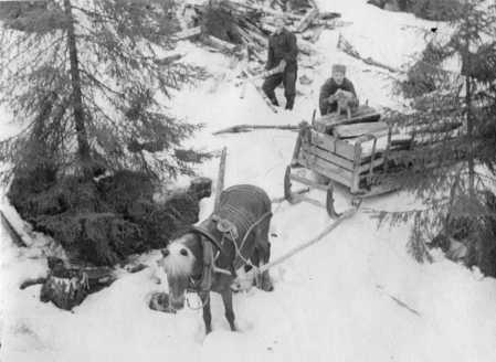 Ahti ja Jaakko Vuorinen halon ajossa