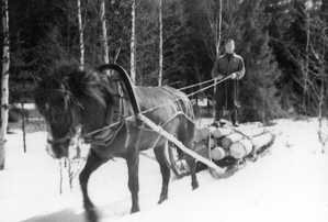 Paavo Alanen ja Torpan jätkä tukinajossa 1950-luvulla