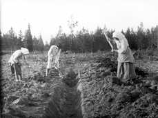 Peltojen ojitus yleistyi 1800-luvulla, jolloin avo-ojien lisäksi joihinkin peltoihin alettiin kaivaa jo kivistä tehtyjä salaojia.