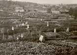   Allotment gardening in Jämsänkoski in 1927. Photo Arvi Sievänen.