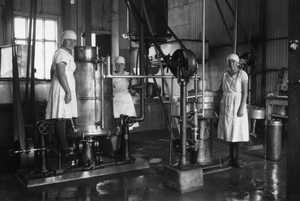 Jämsän Osuusmeijrin työntekijät Elsa Kankare-Leiman, Bertta Juven ja Toini Gröndahl 1930-luvun taitteessa. 