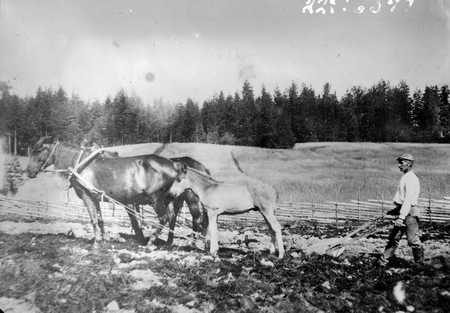 Kyntö