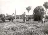   Haymaking at Rekola at the end of the 1940s.