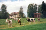   Anttilan lehmiä 1990-luvulla